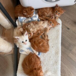 Maine Coon kittens for rehoming
