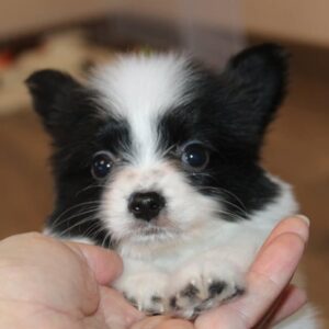 Papillon available for adoption