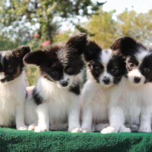 Papillon puppies for rehoming