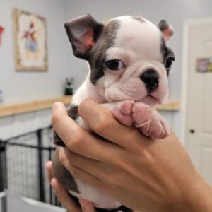 Boston Terrier puppies for adoption