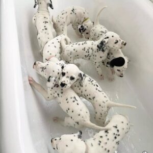 Dalmatian Puppies for Adoption
