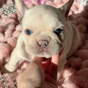 French bulldog puppies for adoption
