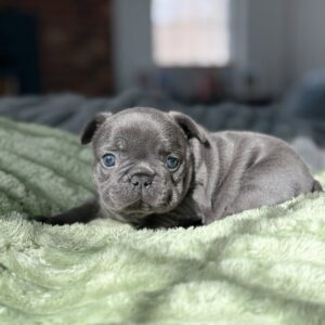 French bulldog female puppies