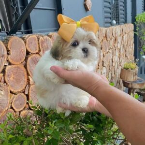 Adopt Shih Tzu puppies