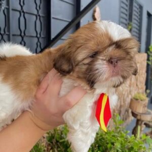 Shih Tzu female puppies