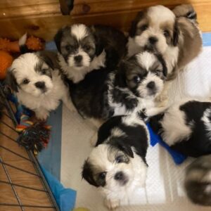 Shih Tzu Available for Adoption
