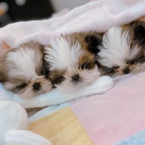 Shih Tzu male and female