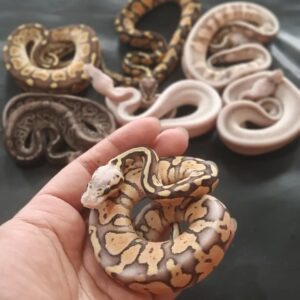 Ball Python breeders near me