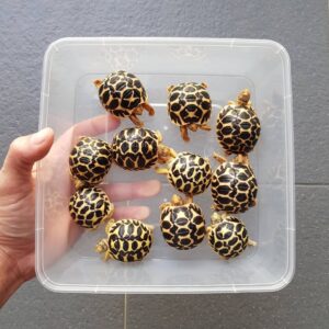 India star tortoise for adoption near me