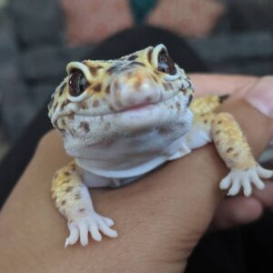 leopard gecko for adoption